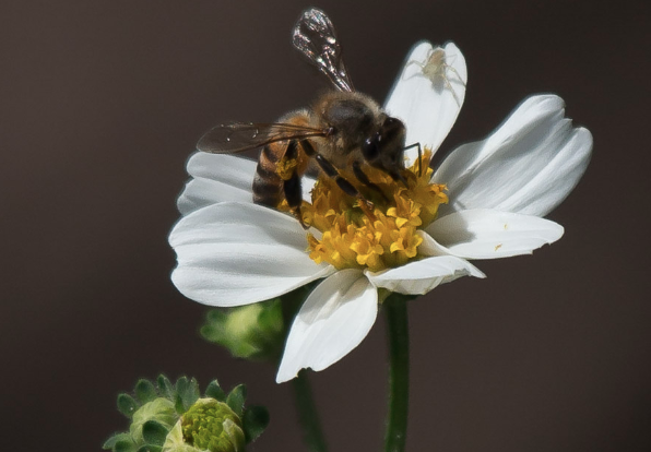 Las abejas son fundamentales para lograr la reproducción de las plantas y la especie mielìfera es responsable de polinizar el 71% de las especies de cultivos que proporcionan el 90% de los alimentos del planeta • Archivo/Cuartoscuro