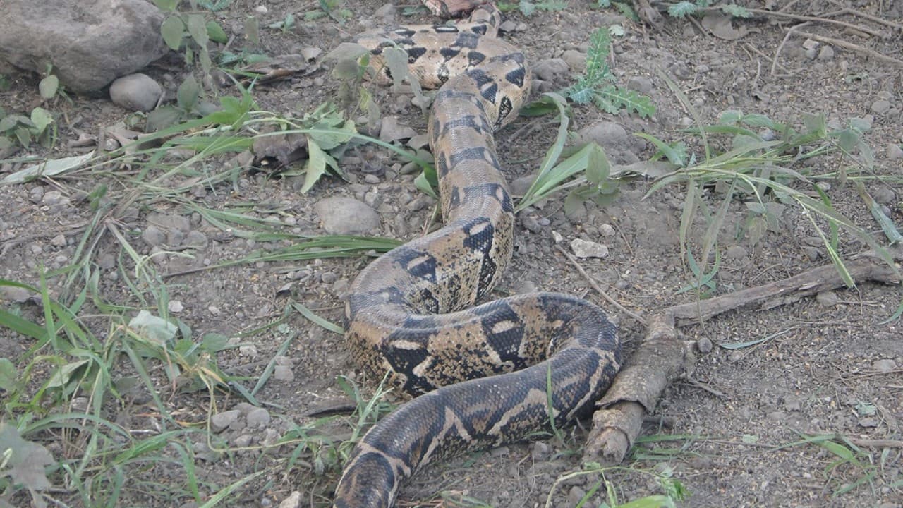 Hallan una víbora mazacuata en puestos de comida de la Ensenada en La Brecha Huasteca