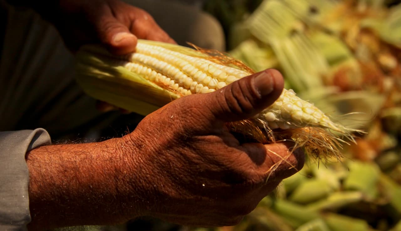 Los productores mexicanos tendrían que dejar de sembrar porque nos inundarían más de maíz norteamericano, según Bosco de la Vega • Foto: Archivo/Cuartoscuro