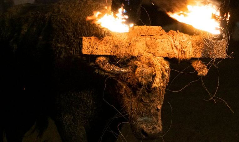 Foto: Tw AnimaNaturalis