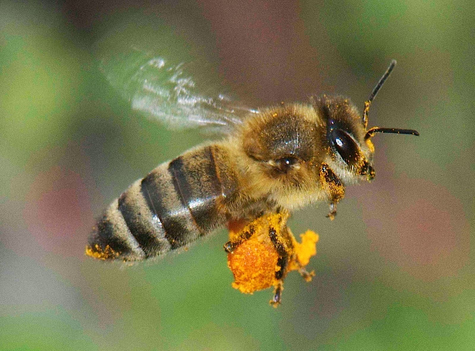 Más de 90% de las abejas en el mundo han desaparecido por el uso indiscriminado de pesticidas y la deforestación, según el Libro Rojo de Especies Amenazadas • Foto: EFE