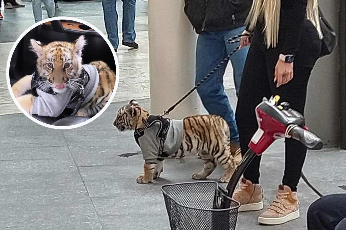 Tigre en centro comercial de la CDMX. Foto: Twitter