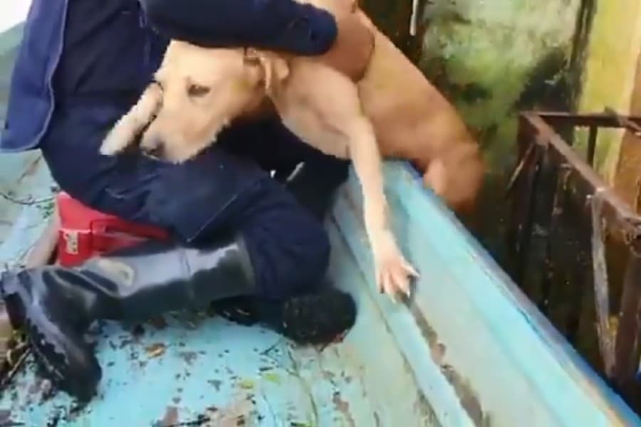 VIDEO: Secretaría de Marina rescata a perrito atrapado en inundaciones de Tabasco. Foto: Especial