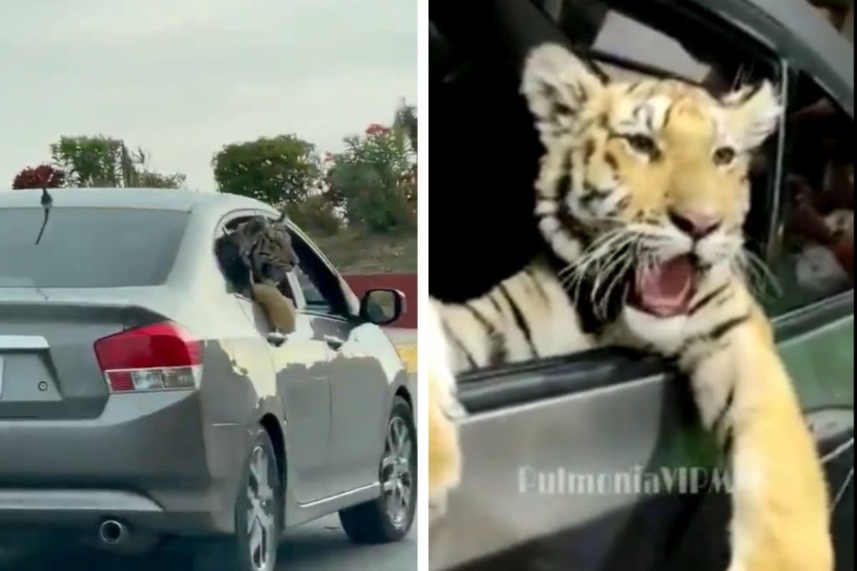 Tigre de Bengala video viral