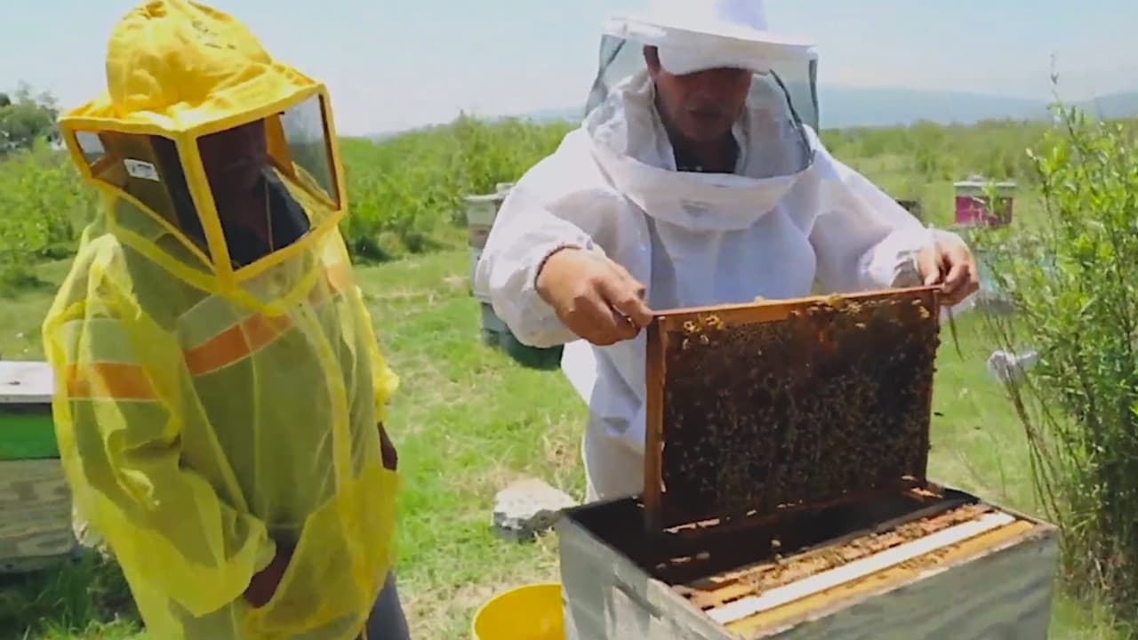 Aumentará 22.4% producción de miel en México