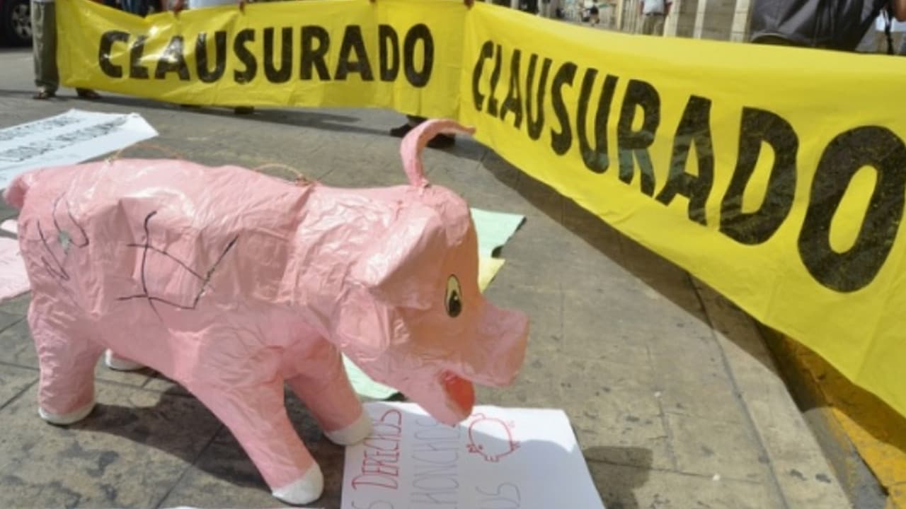 Suspensión otorgada a niños en Yucatán por granja porcícola
