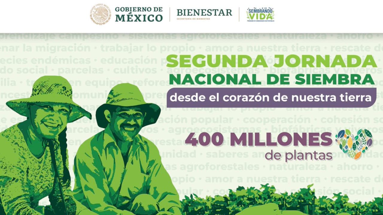Plantarán 16.5 millones de árboles en Quintana Roo y Yucatán
