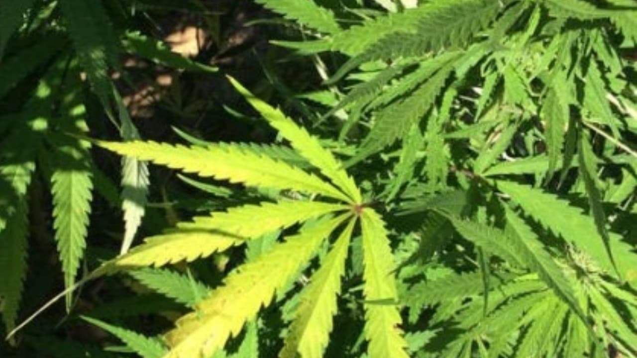 Llama Sheinbaum a no criminalizar a consumidores de mariguana