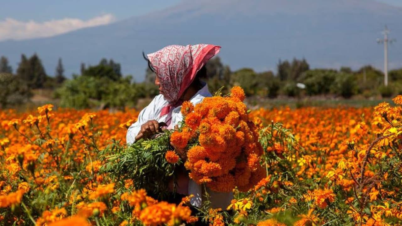 Abasto suficiente de flores de cempasúchil