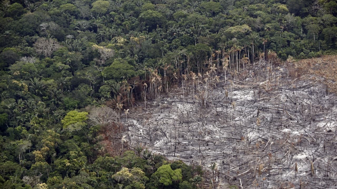 México no firmó acuerdo para frenar la deforestación