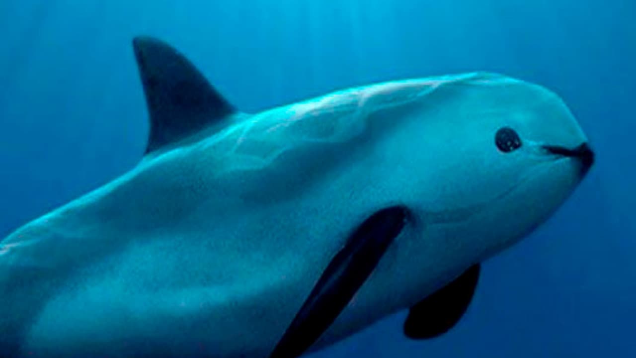 Solicitan a México abrir consultas sobre la protección de la vaquita marina